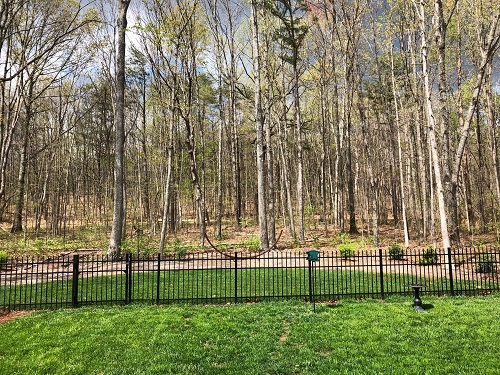 Backyard Woods - 4.12.2019.jpg